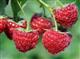 Les Petits Fruits